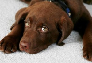 petstains e1553231171795