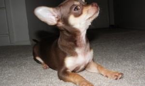 dog pee on carpet by DanCentury 670x400