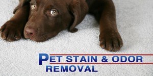 pet stain