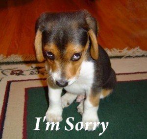 sorry dog